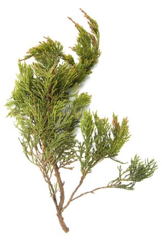 Genévrier_glyphosate (9)_3