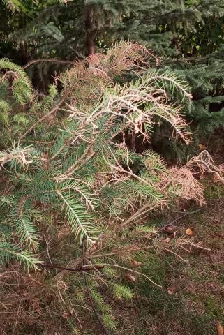 Épinettes_dicamba (4)_6