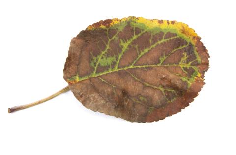 Pomme_calcium (Ca)_3