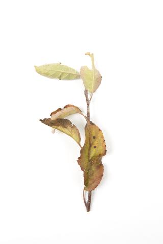 Pommier - glyphosate (9)_1