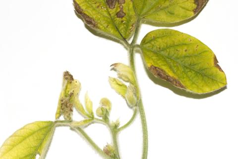 Soya - thiencarbazone-méthyle (2)_3