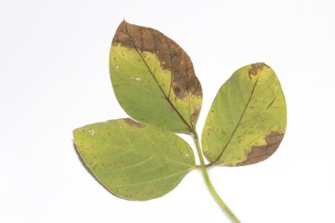 Soya - thiencarbazone-méthyle (2)_2