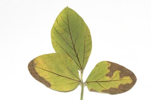 Soya - thiencarbazone-méthyle (2)_1