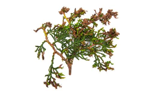 Thuyas_dicamba (4)_3