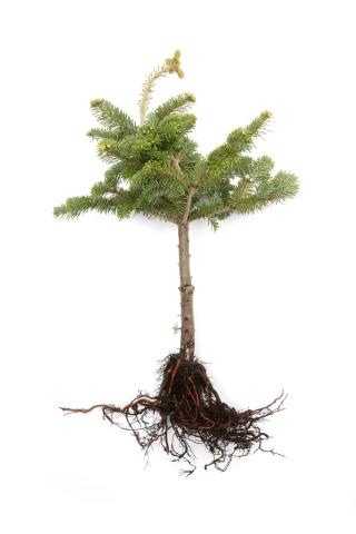 Sapins_pourriture des racines (Phytophthora abietivora)_1