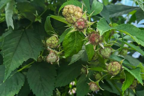 Cladosporiose framboise