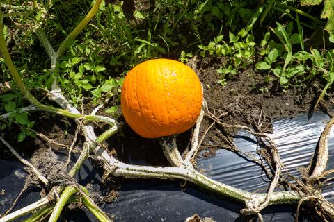 Citrouille plectosporium tabacinum