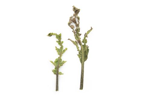 Aubergine - S-Métolachlore (15)_3