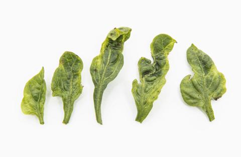 Piment - S-Métolachlore (15)_1