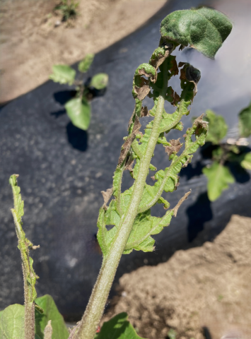 Aubergine - S-Métolachlore (15)_4