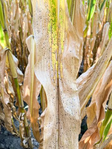Mais - Tache goudronneuse (Phyllachora maydis)