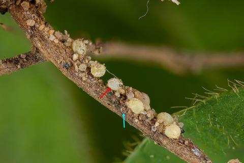 Soya - Heterodera glycines (NKS)