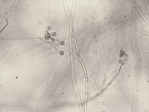 Pythium_sp._1