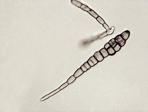 Alternaria_brassicae_3