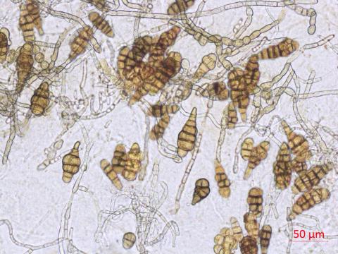 Alternaria_japonica_1