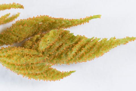 Arthuriomyces_D30067-1