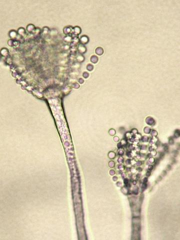 Aspergillus-21_LQ
