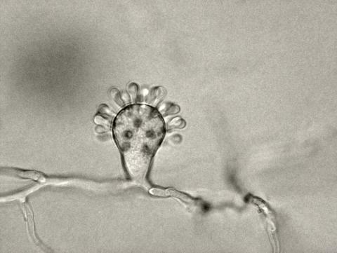 Cephaliophora_tropica-01_LQ