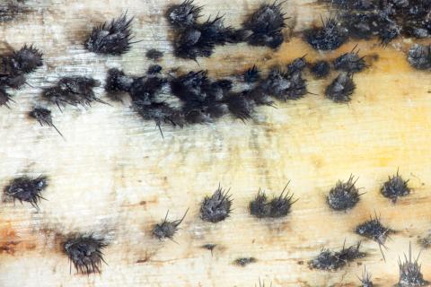 Colletotrichum_circinans_D39112-1_lq