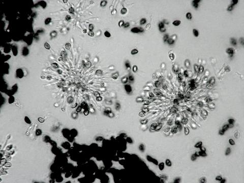 Coniella_fragariae_1