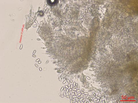 Cryptosporiopsis_tarraconensis_1