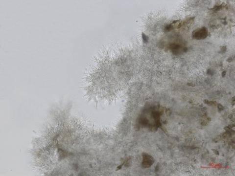 Cytospora_leucostoma_2