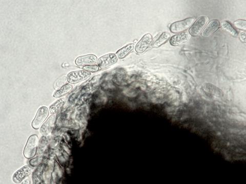 Cryptosporiopsis_coryli_1
