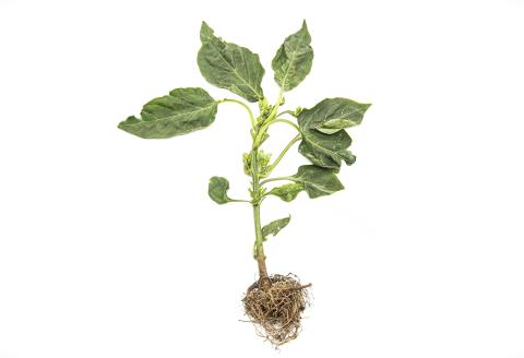 Poivron, Piment - S-Métolachlore (15)_2