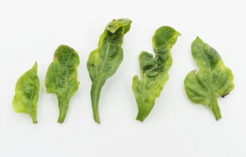 Poivron, Piment - S-Métolachlore (15)_3