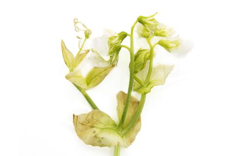 Pois - glyphosate (9)_8