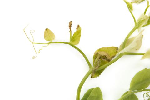 Pois - glyphosate (9)_10