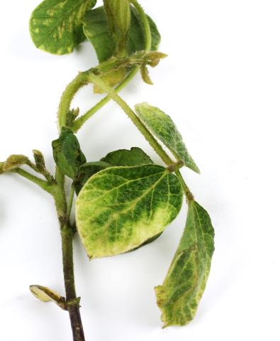 Soya - mésotrione (27)_13