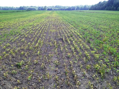 Soya - mésotrione (27)_11