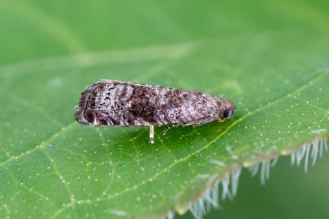 Tordeuse orientale du pêcher (Grapholita molesta)_1