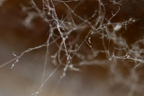 Phytophthora_infestans_1