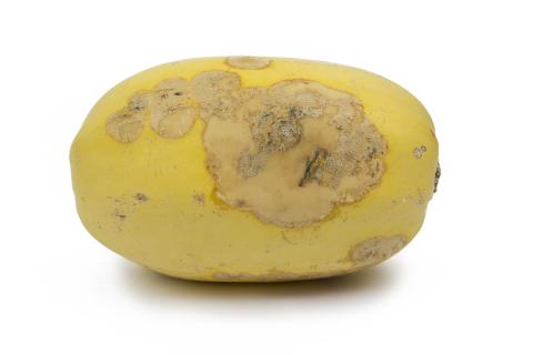 courge_stag_cucu_47288a_jv_iriis