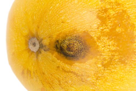 courge_stag_cucu_56498b_ad_iriis