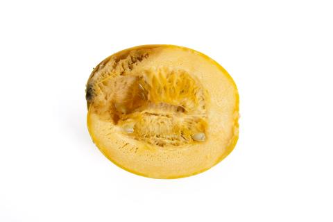 courge_stag_cucu_56498d_ad_iriis