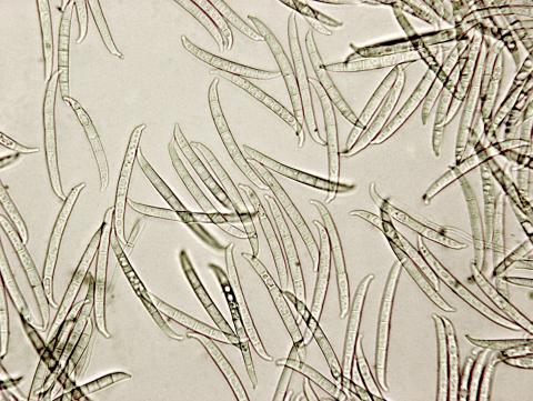 Fusarium_lateritium_1