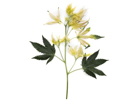 Cannabis_quinclorac (4)_2