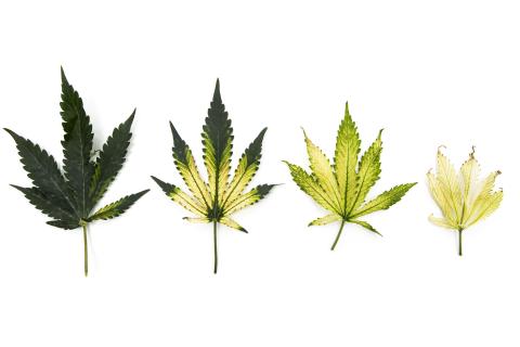 Cannabis_quinclorac (4)_6