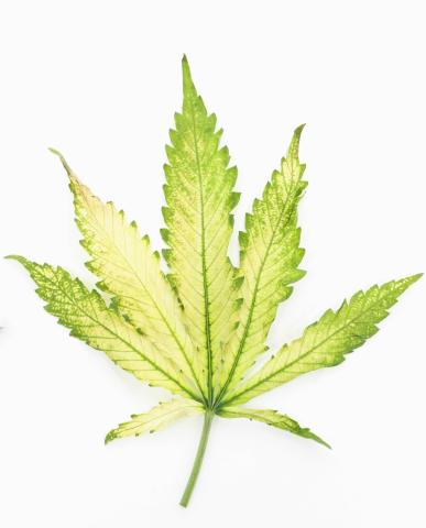 Cannabis_quinclorac (4)_4