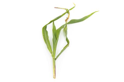 Maïs grain et fourrager - diméthénamide-P (15)_10