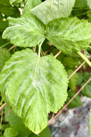 Framboise - Blanc (Podosphaera aphanis)_2