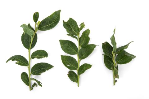 Bleuet - Virus de la mosaïque du bleuet (BlMaV)