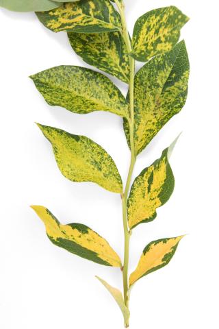 Bleuet - Virus de la mosaïque du bleuet (BlMaV)