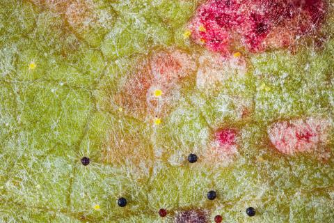 Vigne (raisin) - Blanc (Erysiphe necator)_8