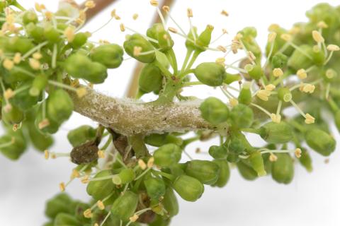 Vigne (raisin) - Mildiou (Plasmopara viticola)_5