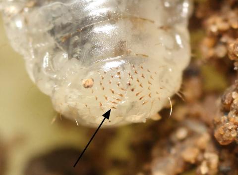 Scarabée japonais (Popillia japonica)_7