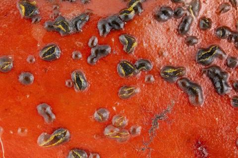 Colletotrichum_acutatum_3